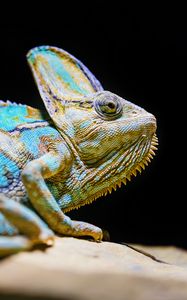 Preview wallpaper chameleon, reptile, lizard, glance, turquoise