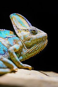 Preview wallpaper chameleon, reptile, lizard, glance, turquoise