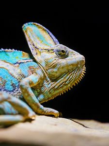 Preview wallpaper chameleon, reptile, lizard, glance, turquoise