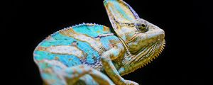 Preview wallpaper chameleon, reptile, lizard, glance, turquoise