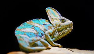 Preview wallpaper chameleon, reptile, lizard, glance, turquoise