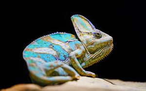 Preview wallpaper chameleon, reptile, lizard, glance, turquoise