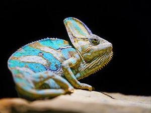 Preview wallpaper chameleon, reptile, lizard, glance, turquoise