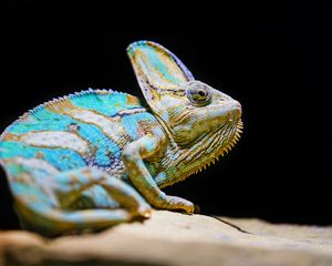 Preview wallpaper chameleon, reptile, lizard, glance, turquoise