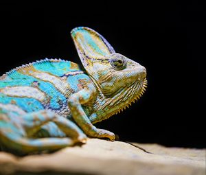 Preview wallpaper chameleon, reptile, lizard, glance, turquoise