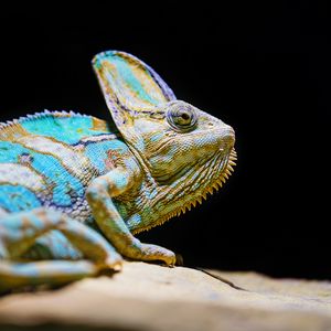 Preview wallpaper chameleon, reptile, lizard, glance, turquoise