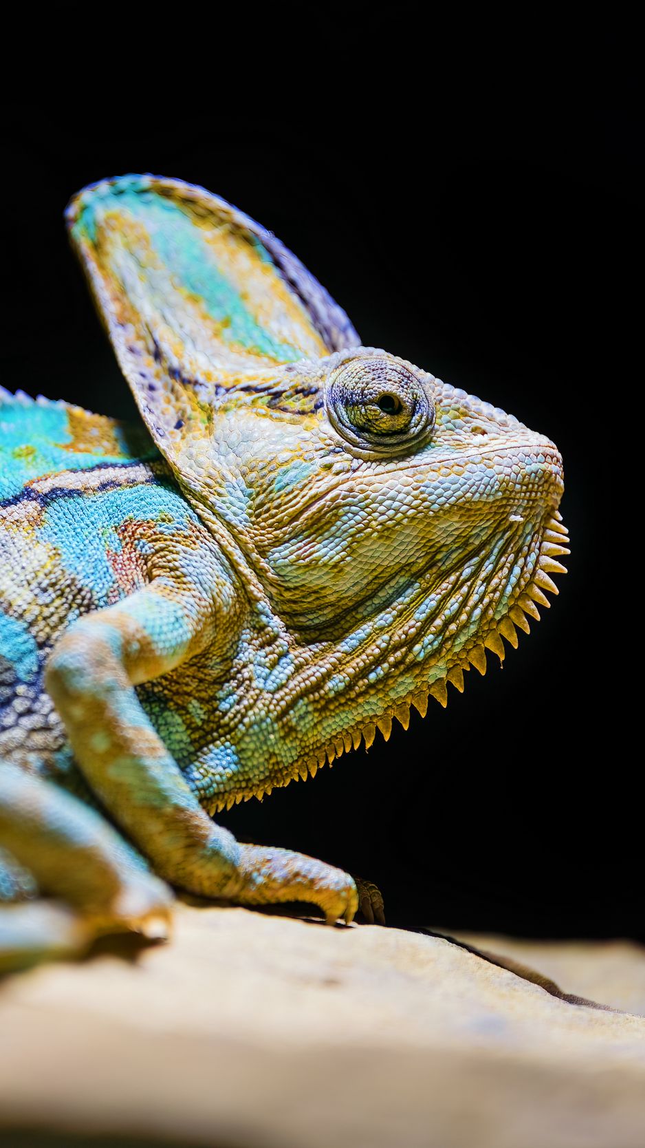 938x1668 Wallpaper chameleon, reptile, lizard, glance, turquoise