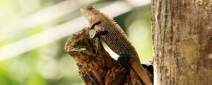 Preview wallpaper chameleon, reptile, lizard, tree