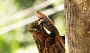 Preview wallpaper chameleon, reptile, lizard, tree