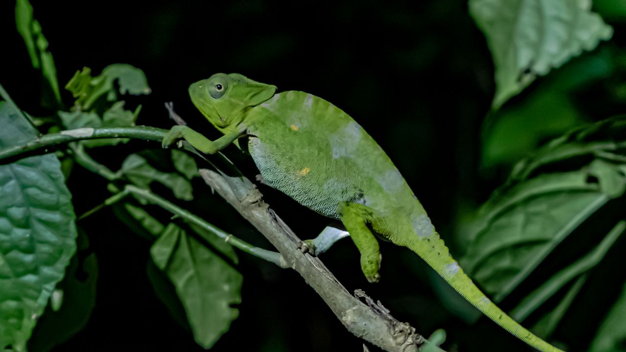Wallpaper chameleon, reptile, lizard, branch, green