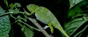 Preview wallpaper chameleon, reptile, lizard, branch, green