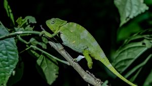 Preview wallpaper chameleon, reptile, lizard, branch, green