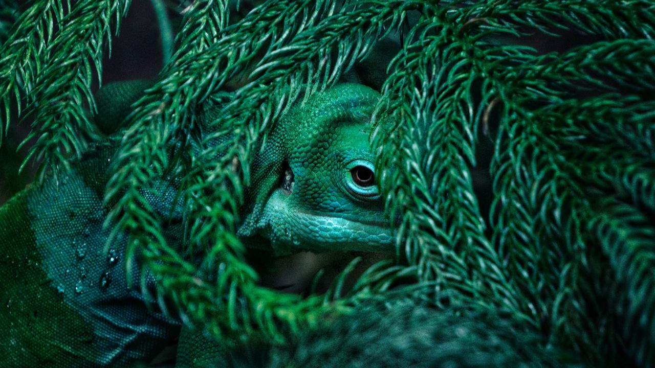 Wallpaper chameleon, reptile, mimicry, plant