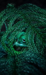 Preview wallpaper chameleon, reptile, mimicry, plant