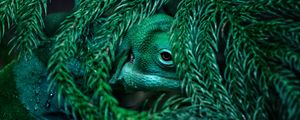 Preview wallpaper chameleon, reptile, mimicry, plant