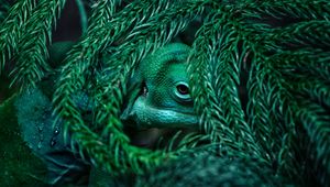 Preview wallpaper chameleon, reptile, mimicry, plant