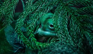 Preview wallpaper chameleon, reptile, mimicry, plant