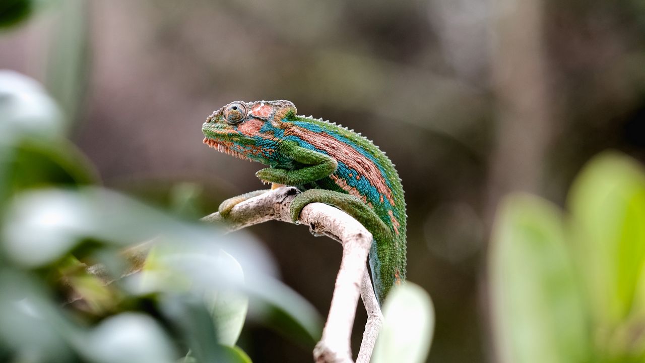 Wallpaper chameleon, reptile, mimicry, branch