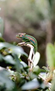 Preview wallpaper chameleon, reptile, mimicry, branch