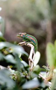 Preview wallpaper chameleon, reptile, mimicry, branch