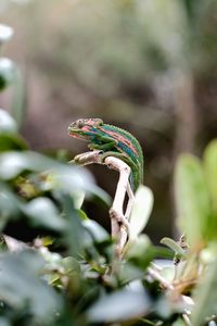 Preview wallpaper chameleon, reptile, mimicry, branch