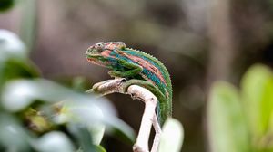 Preview wallpaper chameleon, reptile, mimicry, branch