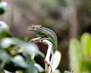 Preview wallpaper chameleon, reptile, mimicry, branch