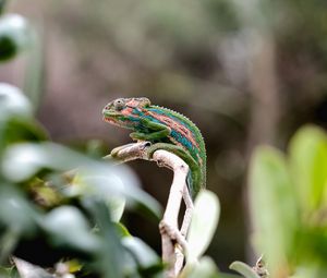 Preview wallpaper chameleon, reptile, mimicry, branch