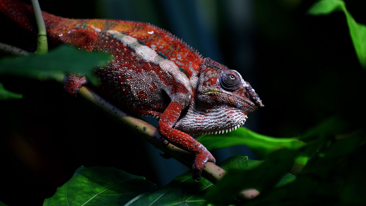 Wallpaper chameleon, reptile, red, branch, exotic