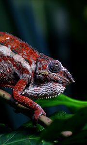 Preview wallpaper chameleon, reptile, red, branch, exotic