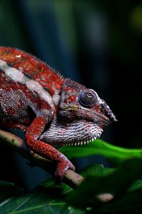 Preview wallpaper chameleon, reptile, red, branch, exotic