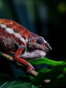 Preview wallpaper chameleon, reptile, red, branch, exotic