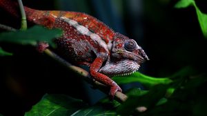 Preview wallpaper chameleon, reptile, red, branch, exotic