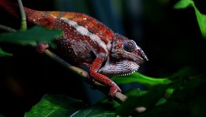 Preview wallpaper chameleon, reptile, red, branch, exotic