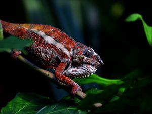 Preview wallpaper chameleon, reptile, red, branch, exotic