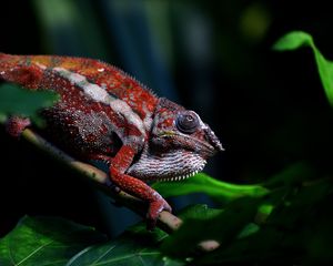 Preview wallpaper chameleon, reptile, red, branch, exotic