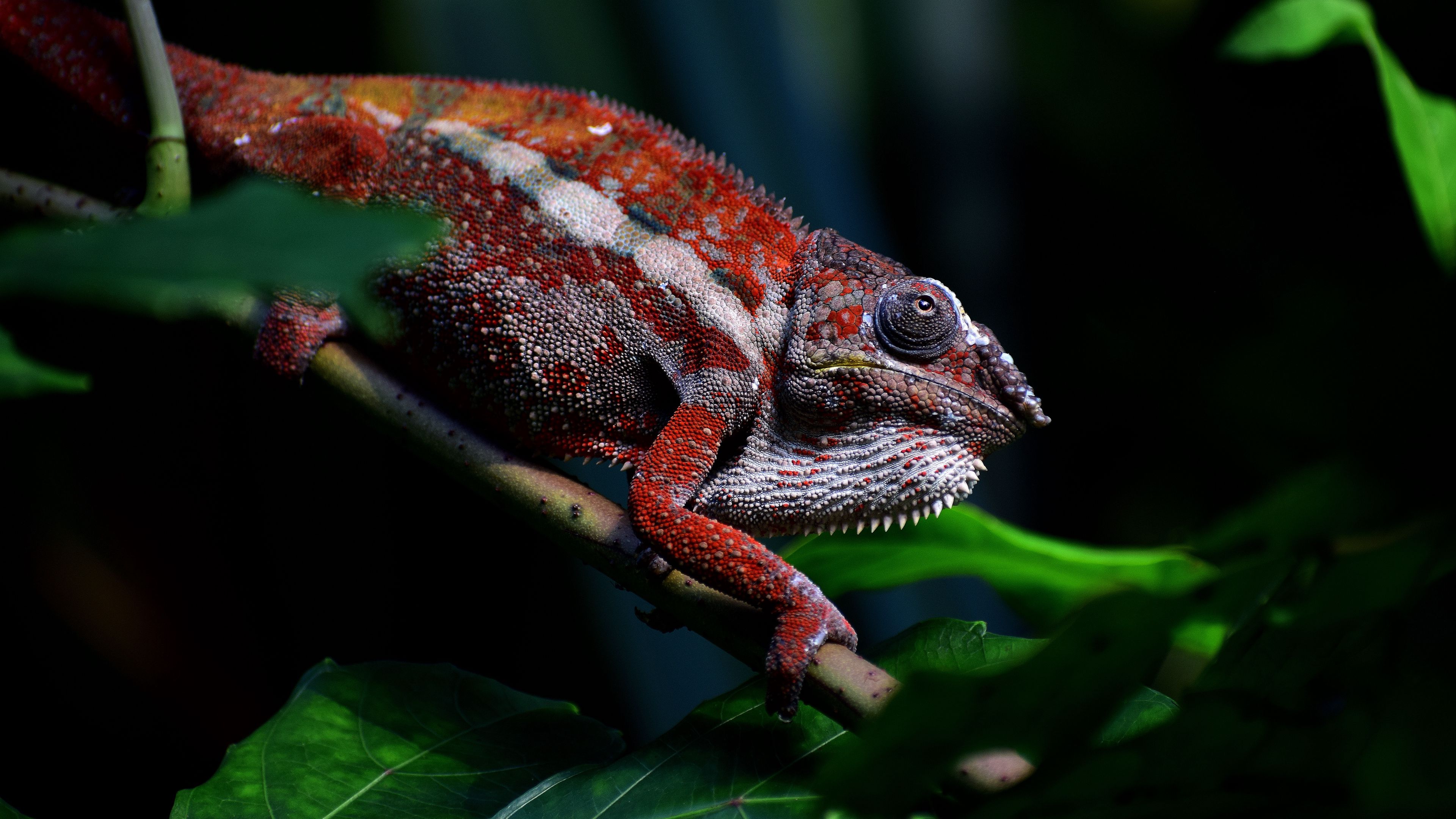 Download Chameleon wallpapers for mobile phone free Chameleon HD  pictures