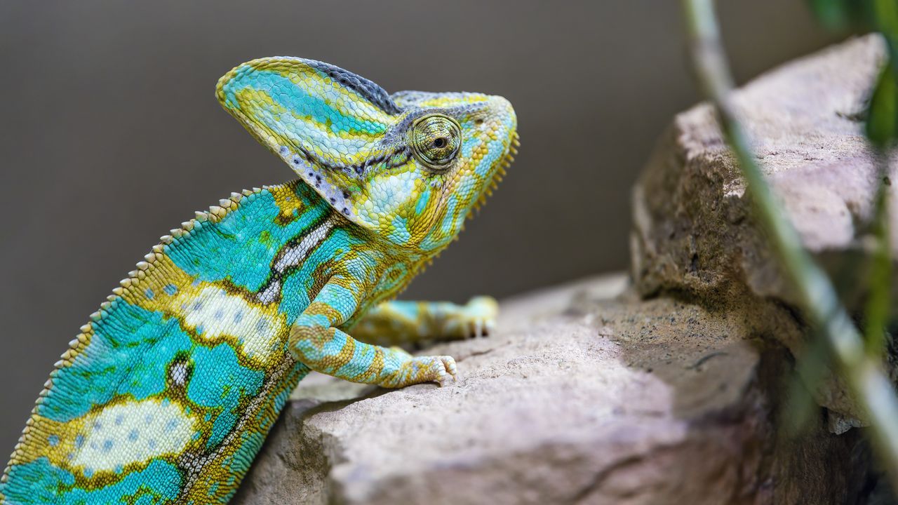 Wallpaper chameleon, spots, reptile, stones, exotic