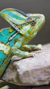 Preview wallpaper chameleon, spots, reptile, stones, exotic