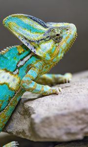 Preview wallpaper chameleon, spots, reptile, stones, exotic