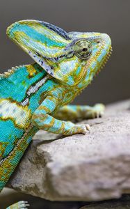 Preview wallpaper chameleon, spots, reptile, stones, exotic