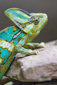 Preview wallpaper chameleon, spots, reptile, stones, exotic