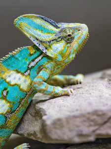 Preview wallpaper chameleon, spots, reptile, stones, exotic