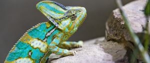 Preview wallpaper chameleon, spots, reptile, stones, exotic