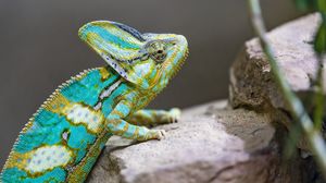 Preview wallpaper chameleon, spots, reptile, stones, exotic