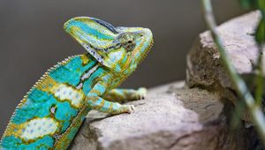 Preview wallpaper chameleon, spots, reptile, stones, exotic