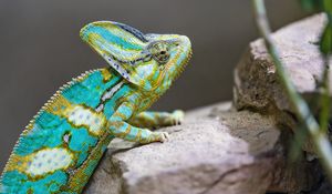 Preview wallpaper chameleon, spots, reptile, stones, exotic