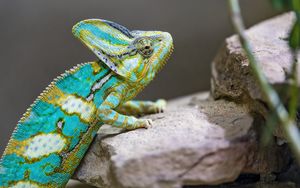 Preview wallpaper chameleon, spots, reptile, stones, exotic