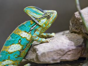 Preview wallpaper chameleon, spots, reptile, stones, exotic