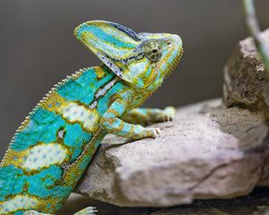 Preview wallpaper chameleon, spots, reptile, stones, exotic